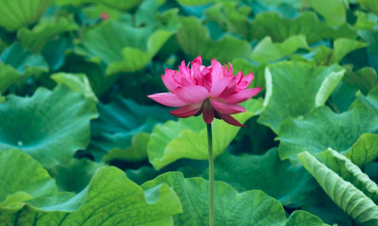 娱在涞滩——涞滩涞园：十里夏荷正当时