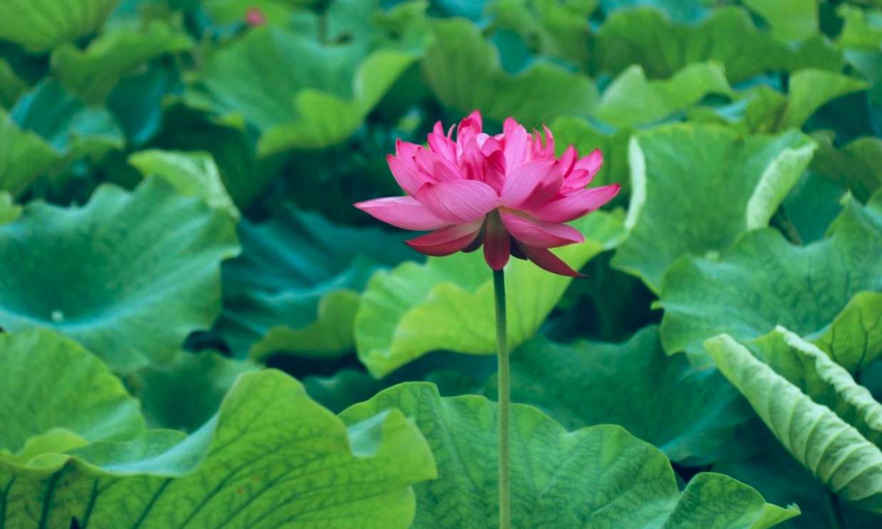 Entertainment in Laitan - Laitan Park: The ten-mile summer lotus is in full bloom